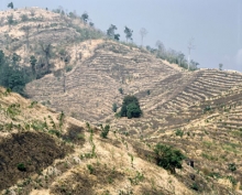 La vigilancia de los bosques a nivel mundial ayuda a mitigar el cambio climático